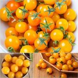 Tohhum Gold Nugget Cherry Domates Tohumu – Erken Olgunlaşan, Bol Verimli ve Göz Alıcı Sarı Meyveli Tür