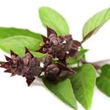 Tohhum Kırmızı Kutsal Tayland Fesleğeni Tohumu 100+ Adet – Holy Basil – Yoğun Aromalı Şifalı Bitki
