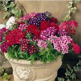 Tohhum Mine Çiçeği Verbena Grandiflora Tohum