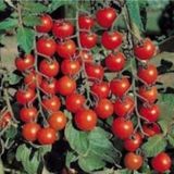 Tohhum Salkım Cherry Domates(Toprak Ve Saksı Seti)