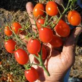 tohhum ÜZÜM CHERRY DOMATES 10 SAKSI TOPRAK SETİ