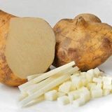 Tohhum Yam Bean (Tatlı Patates) Tohumu – Tropik Kök Sebze, Kolay Yetişen ve Lezzetli Tür