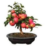 Tohum Bodur Bonsai Elma Agaci Tohumu 5 Adet