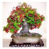Tohum Bodur Bonsai Napolyon Kiraz Agaci Tohumu 5 Adet