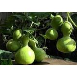 Tohum Bul Doğal Calabash Süs(Su) Kabağı Tohumu(5 Tohum)