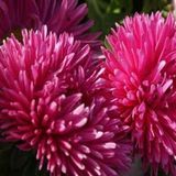 Tohum Bul Gremlin Dark Rose Aster Çiçeği Tohumu(30 Tohum)
