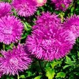 Tohum Bul Iğne Çiçekli Violet Aster Çiçeği Tohumu(25 Tohum)