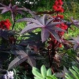 Tohum Bul Kırmızı Kene(Castor Bean) Çiçeği Tohumu(5 Tohum)