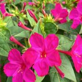 Tohum Bul Violet Pink Akşam Sefası Çiçeği Tohumu(20 Tohum) - 1 Adet