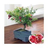 Tohum Diyarı Bonsai Çok Yıllık Nar Ağacı Tohumu 5+ Tohum