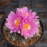 Tohum Dünyam 10 Adet Ariocarpus Fissuratus Kaktüs Tohumu