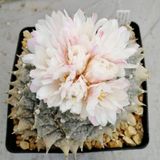 Tohum Dünyam 10 Adet Ariocarpus Furfuraceus Kaktüs Tohumu