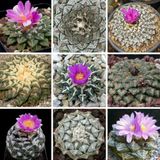 Tohum Dünyam 10 Adet Ariocarpus Mix Kaktüs Tohumu