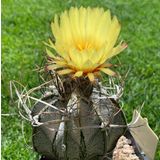 Tohum Dünyam 10 Adet Astrophytum Crassispinoides Kaktüs Tohumu
