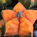 Tohum Dünyam 10 Adet Astrophytum Myriostigma Mutant Kaktüs Tohumu