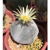 Tohum Dünyam 10 Adet Astrophytum Myriostigma V. Kaktüs Tohumu