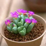 Tohum Dünyam 10 Adet Cactus Lithop Succulent Tohumu