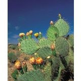 Tohum Dünyam 10 Adet Cold Hardy Opuntia Engelmannii Kaktüs Tohumu