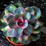 Tohum Dünyam 10 Adet Colorful Echeveria Mixed Succulent Tohumu