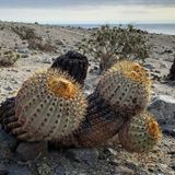 Tohum Dünyam 10 Adet Copiapoa Haseltonia Kaktüs Tohumu