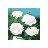 Tohum Dünyam 10 Adet Dianthus Garden Grenadines Tohumu
