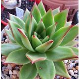 Tohum Dünyam 10 Adet Echeveria Agavoides Succulent Tohumu
