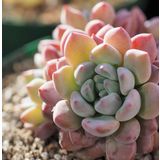 Tohum Dünyam 10 Adet Echeveria Amoena Perote Succulent Tohumu