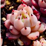Tohum Dünyam 10 Adet Echeveria Blood Romeo Succulent Tohumu