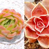 Tohum Dünyam 10 Adet Echeveria Gilva Succulent Tohumu