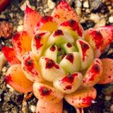 Tohum Dünyam 10 Adet Echeveria ‘halloween’ Succulent Tohumu
