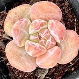 Tohum Dünyam 10 Adet Echeveria ‘hosikage’ Succulent Tohumu
