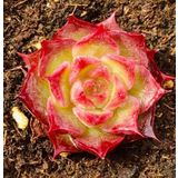 Tohum Dünyam 10 Adet Echeveria Hyaliana Succulent Tohumu