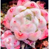 Tohum Dünyam 10 Adet Echeveria Hyaliana X Alba Succulent Tohumu