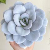 Tohum Dünyam 10 Adet Echeveria Laui Snow Lotus Succulent Tohumu