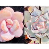 Tohum Dünyam 10 Adet Echeveria Laui Succulent Tohumu