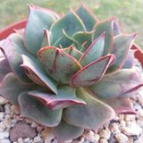 Tohum Dünyam 10 Adet Echeveria Longissima Succulent Tohumu