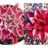 Tohum Dünyam 10 Adet Echeveria Madiba Pink Lips Succulent Tohumu