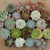 Tohum Dünyam 10 Adet Echeveria Mixed Succulent Tohumu