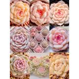 Tohum Dünyam 10 Adet Echeveria Monroe Succulent Tohumu