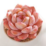 Tohum Dünyam 10 Adet Echeveria Orange Monroe Succulent Tohumu