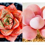 Tohum Dünyam 10 Adet Echeveria Purpusorum Succulent Tohumu