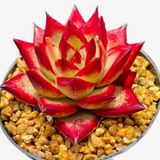 Tohum Dünyam 10 Adet Echeveria ‘red Knight‘ Succulent Tohumu