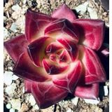 Tohum Dünyam 10 Adet Echeveria Rubin Succulent Tohumu