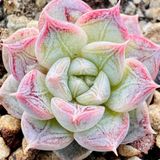 Tohum Dünyam 10 Adet Echeveria ‘shadow’ Succulent Tohumu