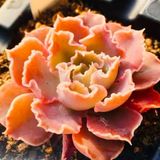 Tohum Dünyam 10 Adet Echeveria Shaviana Rare Succulent Tohumu
