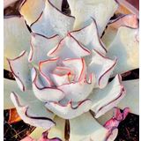 Tohum Dünyam 10 Adet Echeveria Strictiflora Succulent Tohumu