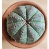 Tohum Dünyam 10 Adet Euphorbia Obesa Succulent Tohumu