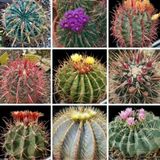 Tohum Dünyam 10 Adet Ferocactus Mix Kaktüs Tohumu