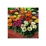 Tohum Dünyam 10 Adet Gazania Mix Flower Tohumu