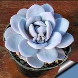 Tohum Dünyam 10 Adet Gray Echeveria Succulent Tohumu